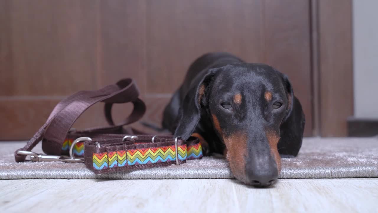 聪明的腊肠狗带着项圈和皮带躺在门前的地毯上，耐心地、顺从地等待着，直到主人带它出去散步。安排好日常事务。视频素材