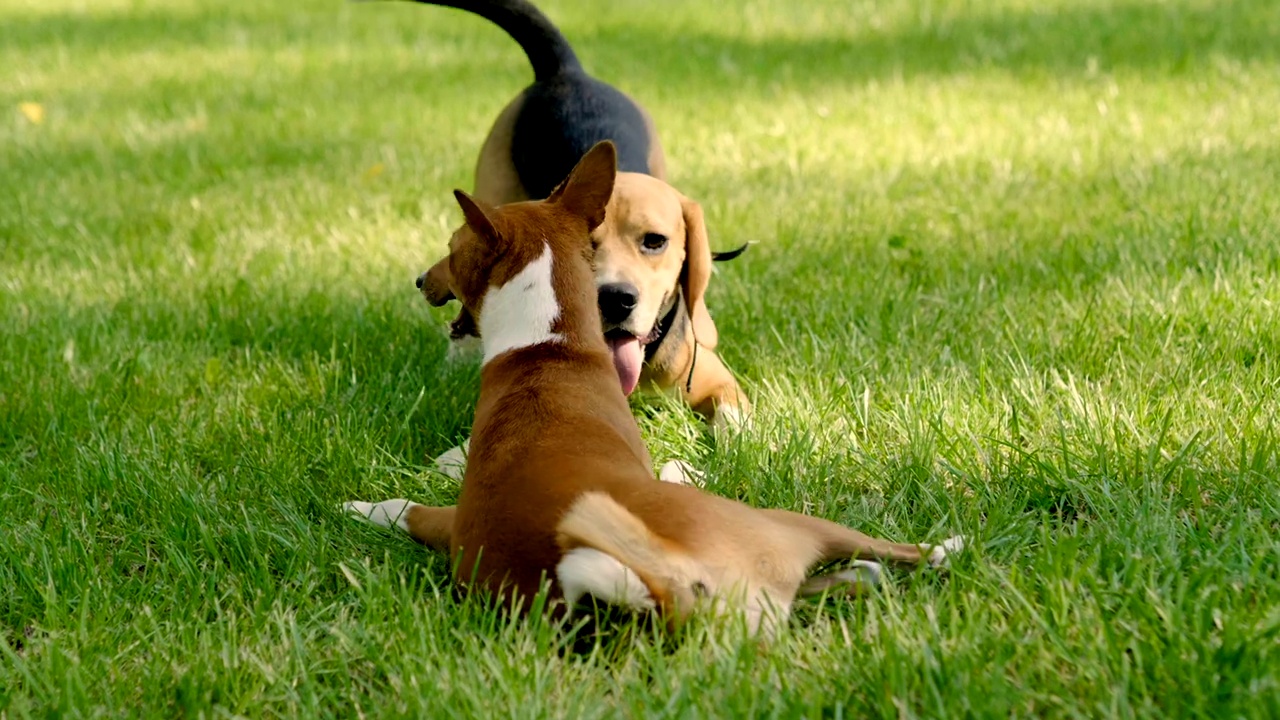 遛狗。夏天的公园里，巴辛吉犬和比格犬在绿色的草地上玩耍。高清视频下载