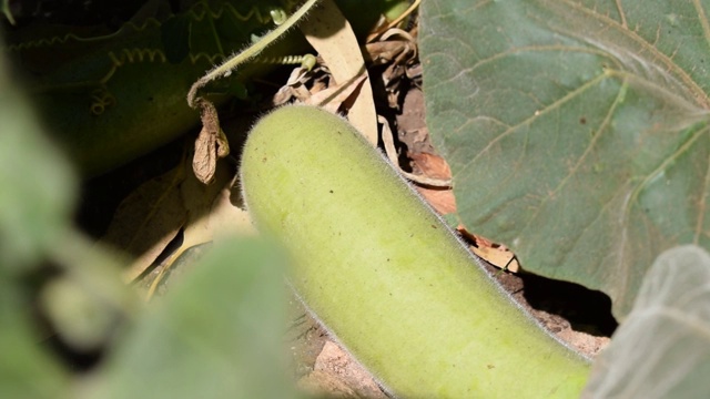 手工检查和验证南瓜蔬菜视频下载