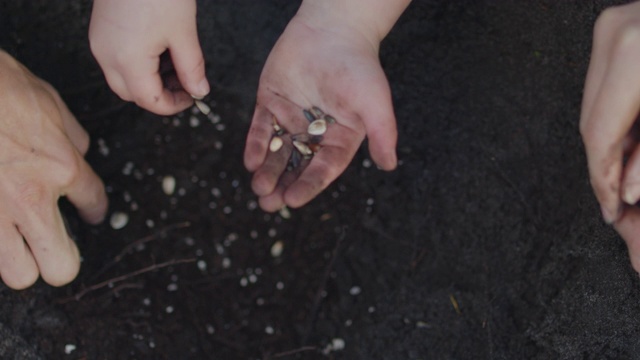 儿童用手将种子种在室外，由成人用手协助播种视频下载