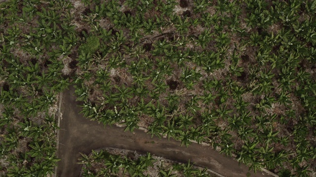 西班牙特内里费岛海岸线上的香蕉田鸟瞰图视频素材
