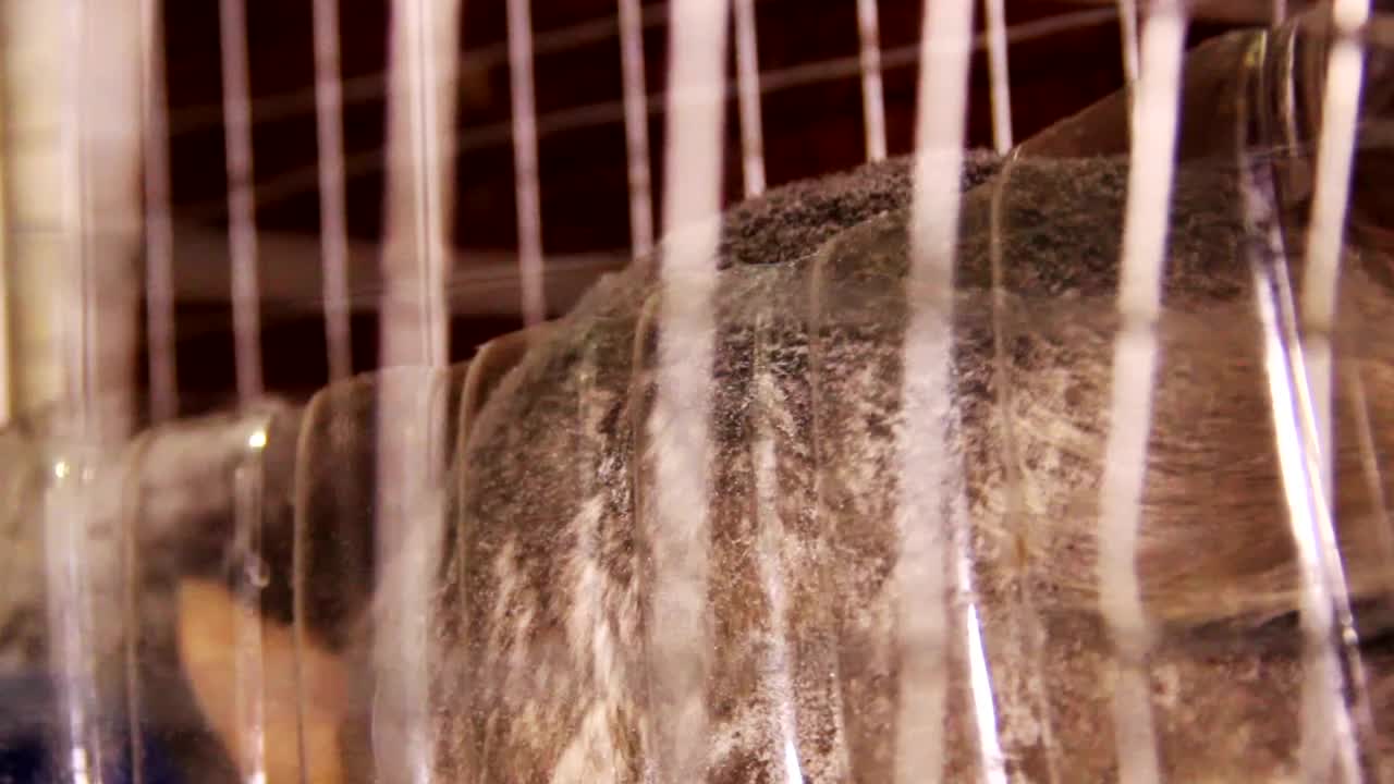 栗鼠洗澡时间视频素材