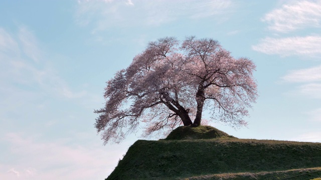 日本福岛县三春山上的樱花景观视频素材
