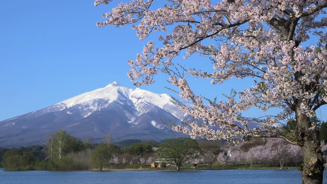 磐城山，樱花和湖，北糖谷区，青森县，日本视频素材