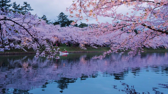 WS池塘和樱花在广崎公园，广崎，青森县，日本视频素材