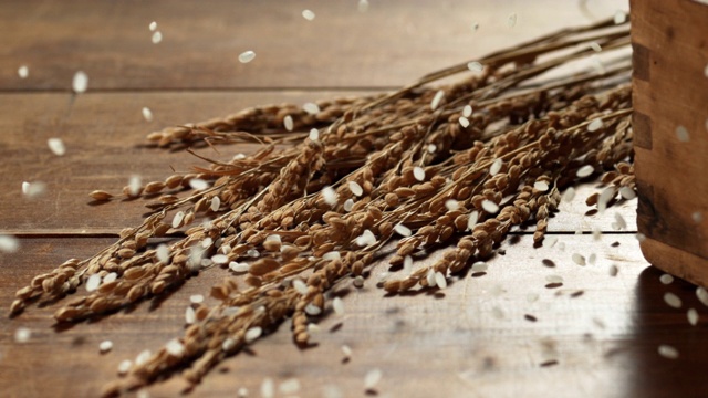 谷粒落在水稻上视频素材