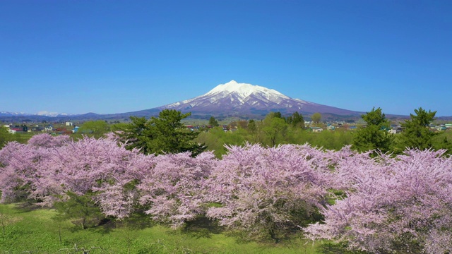 WS空中景观岩崎山和樱花，hiroaki，青森县，日本视频素材