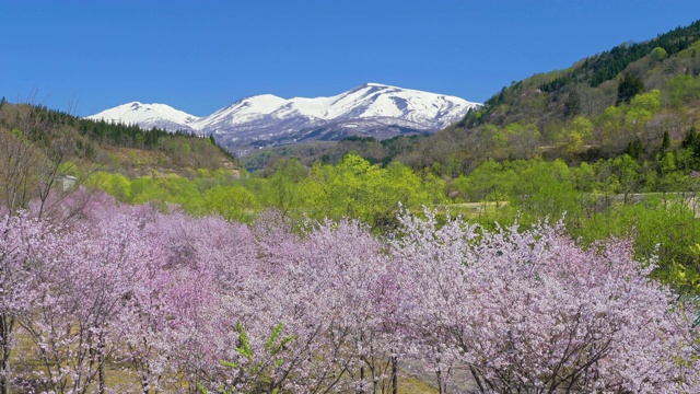 WS樱花树和加山，山形县，日本视频素材