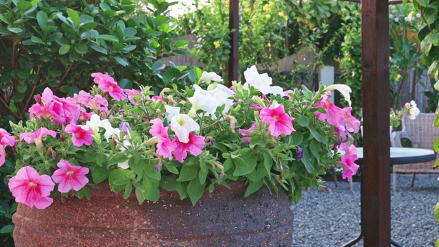 多色户外盆栽花卉在后院花园视频素材