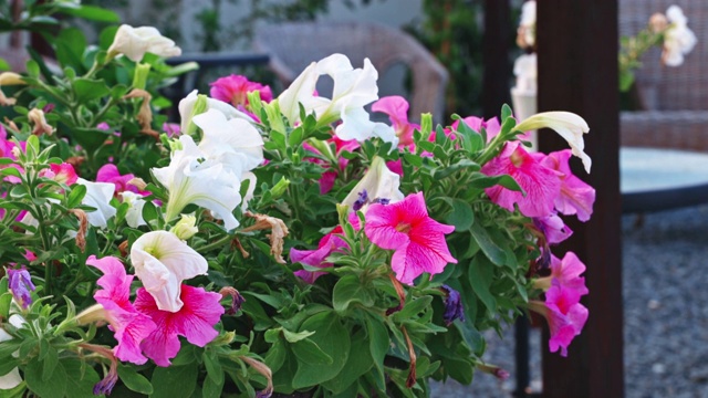多色户外盆栽花卉在后院花园视频素材