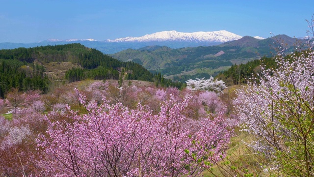 日本福岛县，樱花盛开，雪山密布视频素材