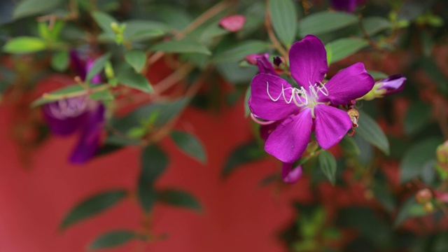 紫色的花朵盛开，在大自然的背景下。紫罗兰花在柔软的焦点绿色自然叶子上。栀子花。学名是Tibouchina urvilleana (Princess Flower)视频素材