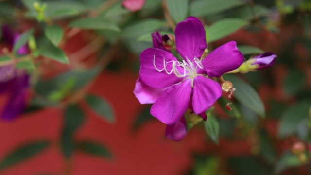 紫色的花朵盛开，在大自然的背景下。紫罗兰花在柔软的焦点绿色自然叶子上。栀子花。学名是Tibouchina urvilleana (Princess Flower)视频素材