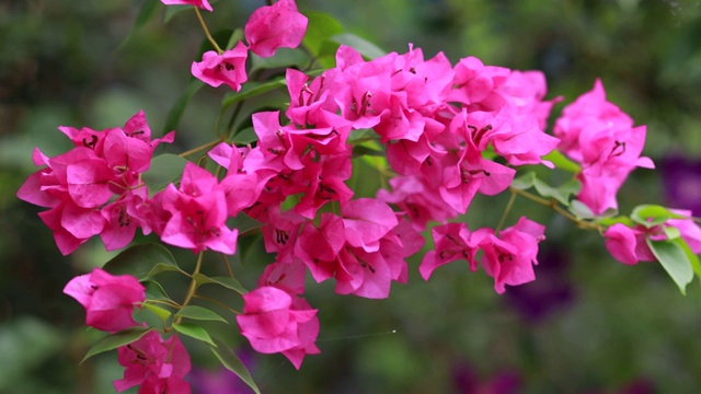 美丽多彩的春花(九重葛)枝头特写，紫花和绿色的空间背景。粉红九重葛在春天开花，近看视频素材