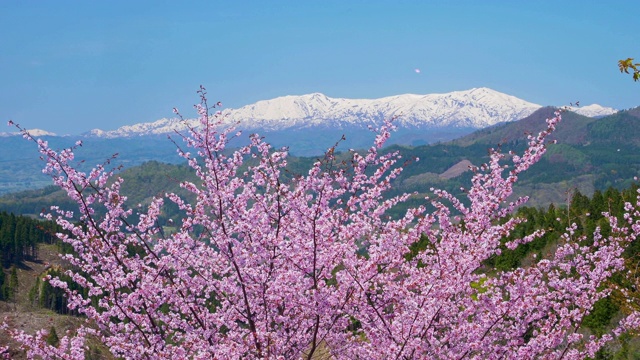 日本福岛县，樱花盛开，雪山密布视频素材