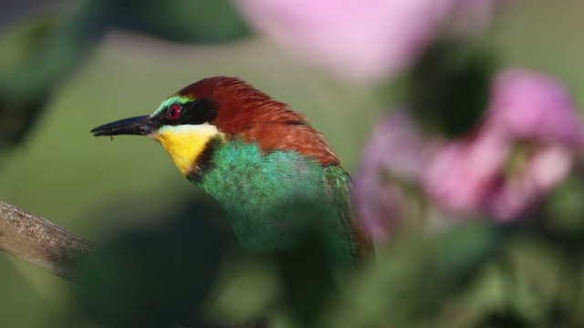 美丽的野蜂鸣鸟在花丛中歌唱视频下载