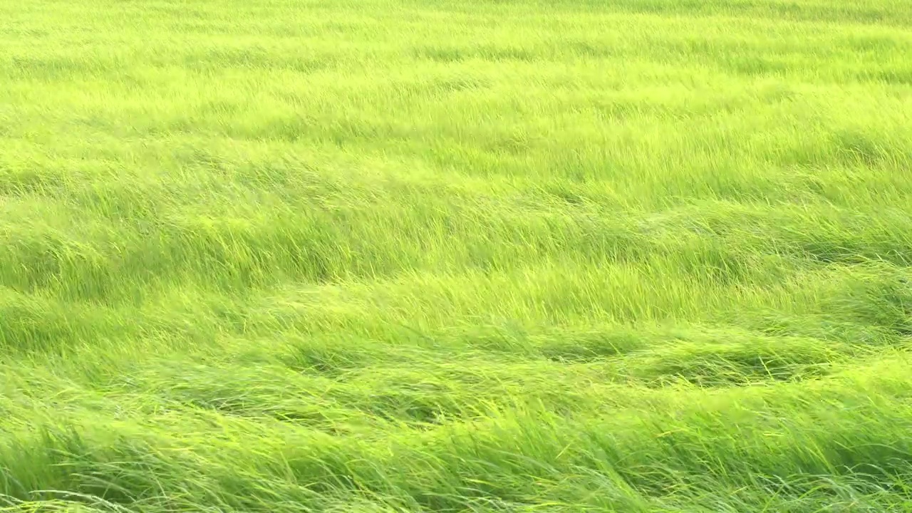 绿草如茵，在微风拂面的田园风光的日子里视频素材