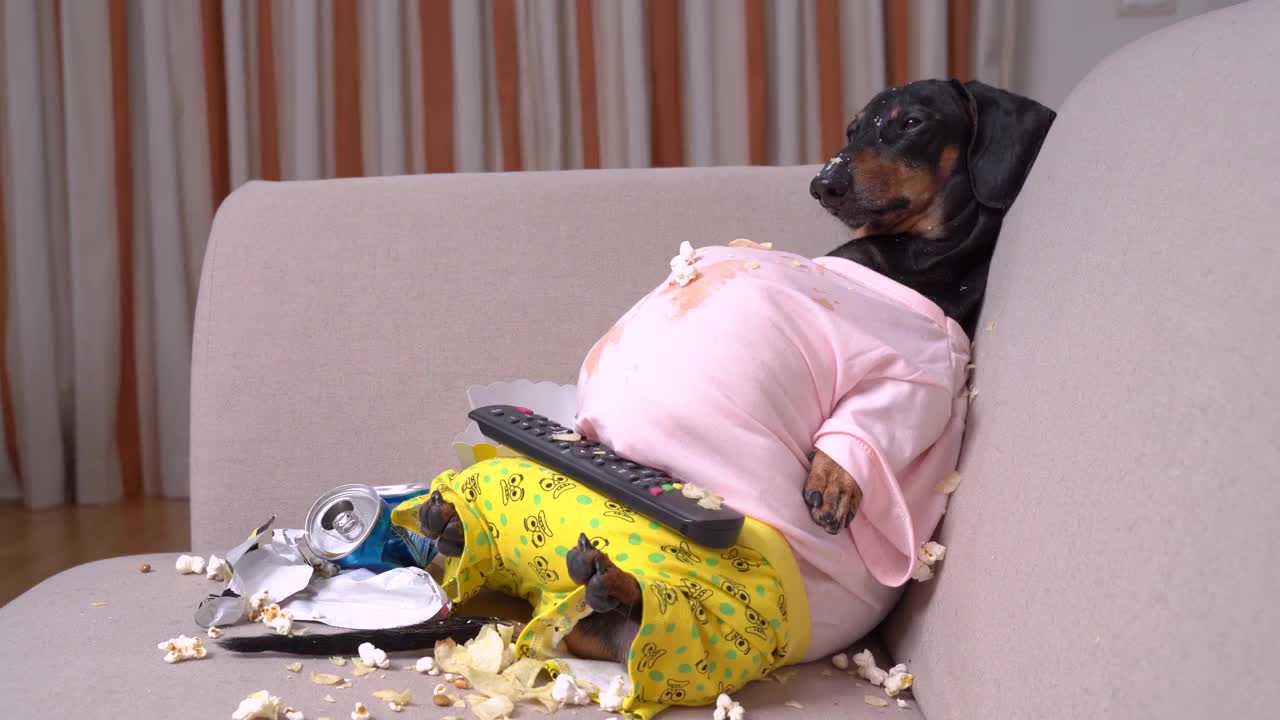 肥狗电视迷一边吃着爆米花、巧克力、快餐，一边看电视，手里拿着遥控器。对懒人的拙劣模仿视频素材
