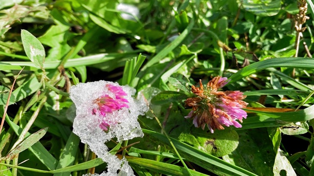 间隔拍摄。第一场雪融化在一朵紫色的花上。融化的雪。微距延时拍摄闪亮融化的雪粒子。雪融化露出绿草。视频素材