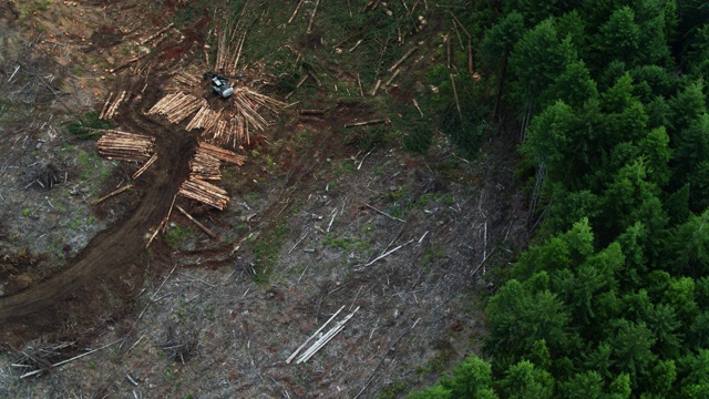 从上到下无人机拍摄在伐木中被砍伐的树木视频下载