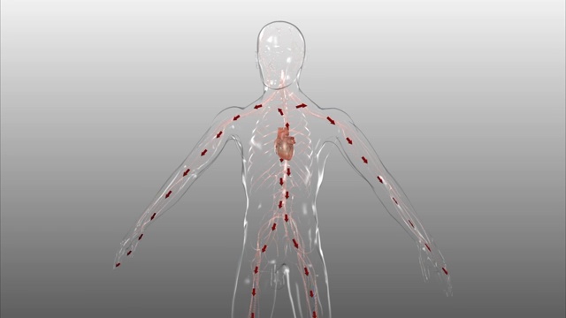 3D医学动画-心脏泵血到身体的所有部位视频下载