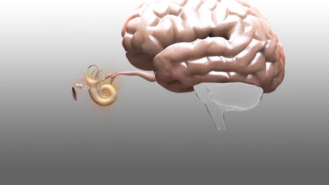 3D医学动画-听觉神经探测从鼓膜和小骨转移的振动视频下载