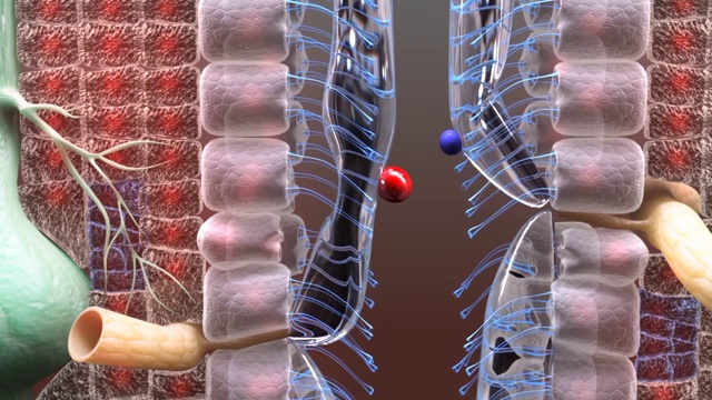 3D医疗动画-气管(气管)视频下载