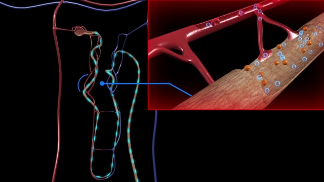 3D医学动画-管状重吸收和分泌视频素材
