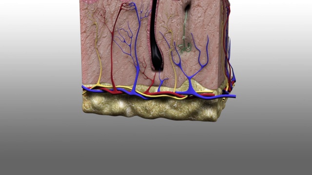 3D医学动画-表皮层视频素材