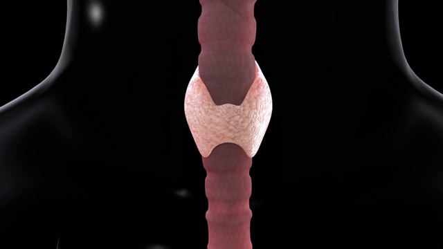 3D医疗动画-甲状腺视频素材