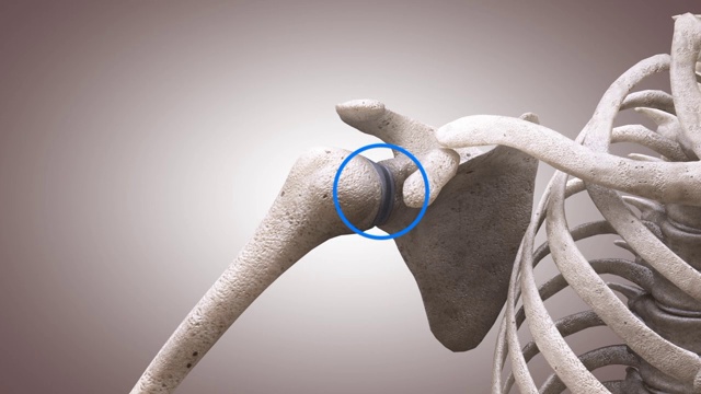 3D医学动画-肩膀骨骼的结构视频下载