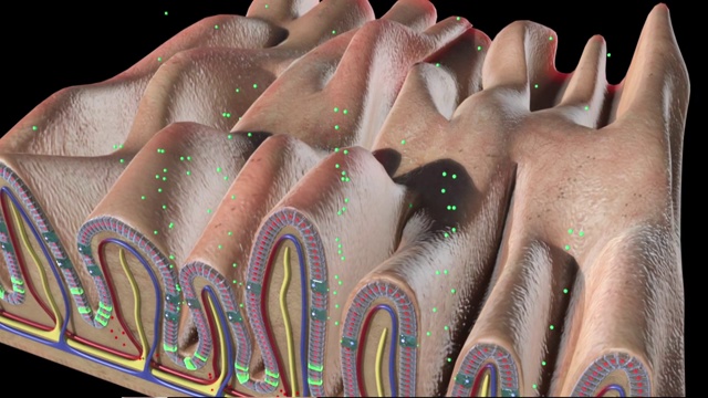 3D医学动画-胃视频素材