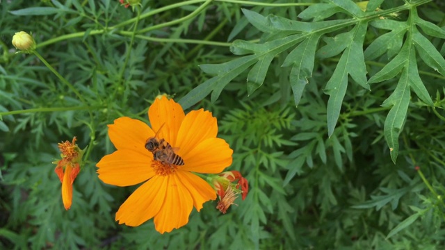 两只蜜蜂在绿色的自然背景下从黄橙色的花粉中采集甜蜜的蜂蜜视频素材