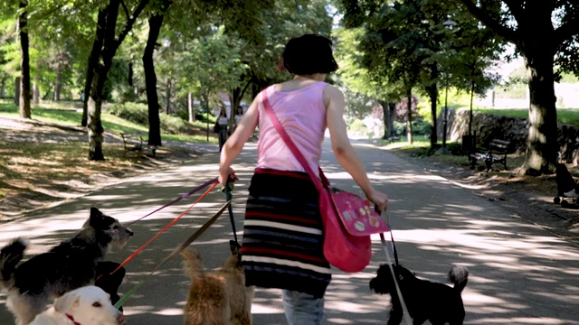 一名妇女带着一群被收养的狗在公园里玩旱冰鞋视频素材