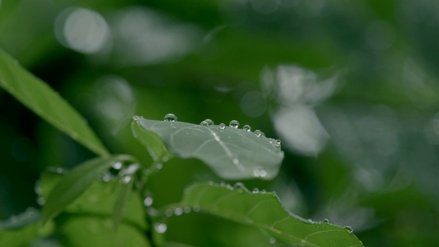 在热带森林里，雨水落在新鲜的绿叶上视频素材