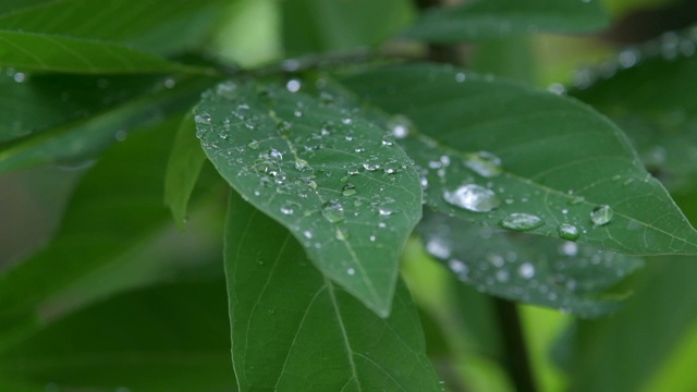 雨滴从绿叶上缓缓落下视频素材