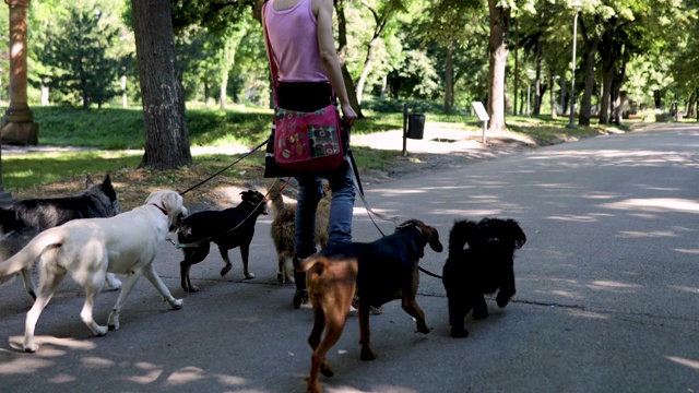 一名妇女带着一群被收养的狗在公园里玩旱冰鞋视频素材
