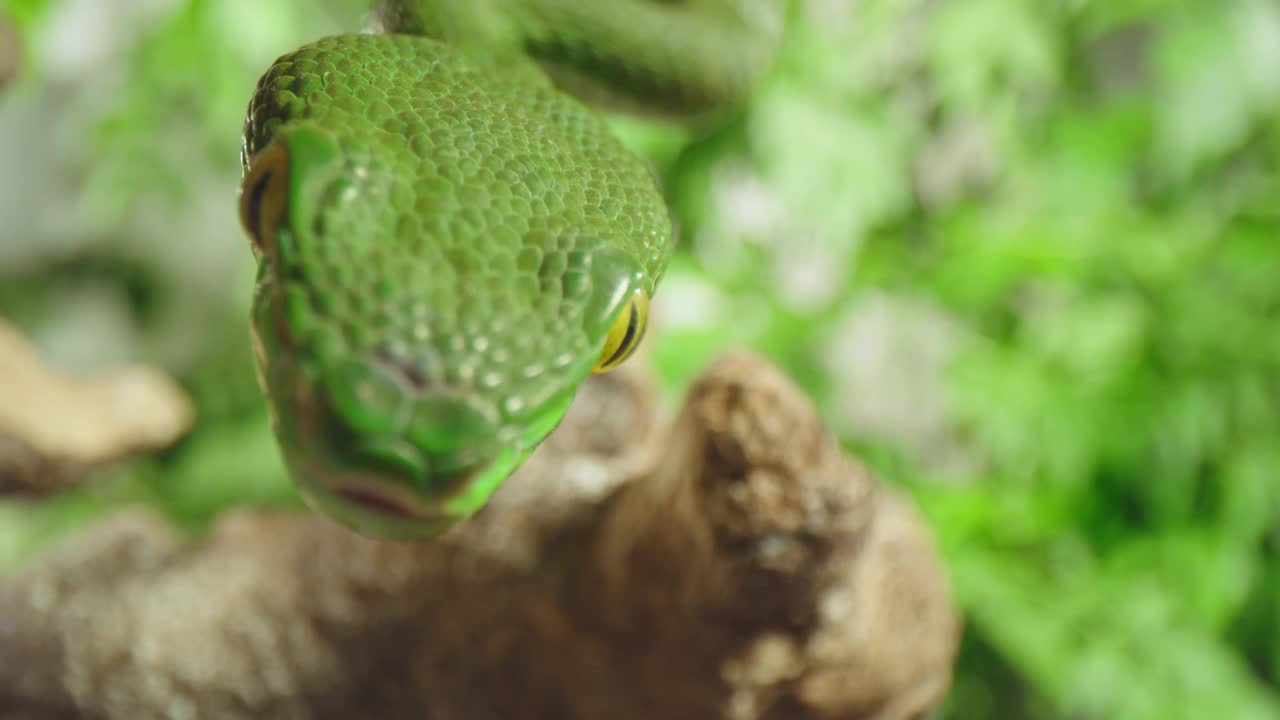 一条绿色的蛇爬在树枝上的特写镜头视频下载