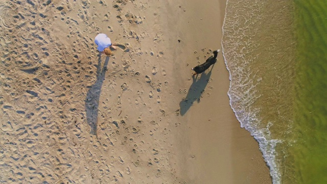 55岁的成熟、活跃、迷人的女人和她的大狗泽嫩猎犬在阳光明媚的秋日波罗的海的沙滩上玩耍。高空高角度4K超高清视频片段。视频素材
