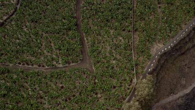 西班牙特内里费岛海岸线上的香蕉田鸟瞰图视频素材