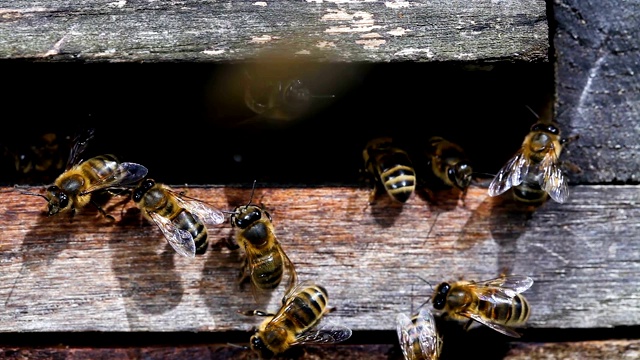 蜂箱里蜜蜂的特写镜头。昆虫靠得很近才能进入蜂房——慢动作视频素材