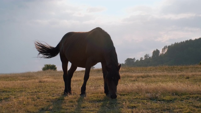 在夏季多云的日落时分，马站在山上的绿色草地上吃草，摆动着尾巴和耳朵，慢镜头映衬着山景。牧场。农业。牲畜视频素材