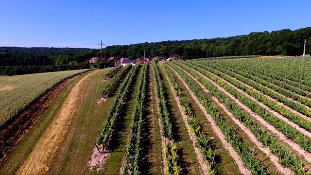 鸟瞰图在法国葡萄园的香槟。我们可以看到远处的葡萄园里种植着香槟酒。视频下载