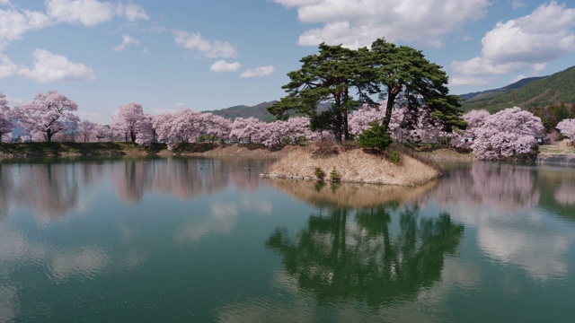 樱花和松树倒映在池塘(实时/)视频素材