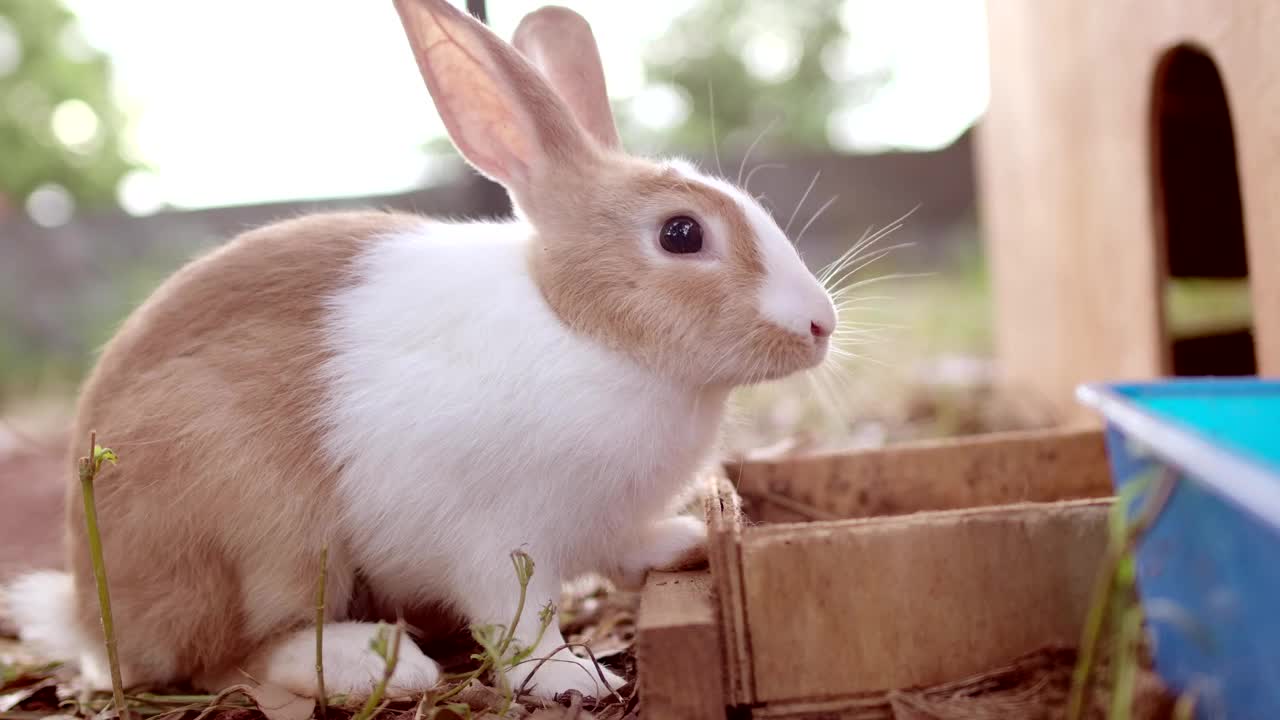 草地上的小白兔在马厩里饲养视频下载
