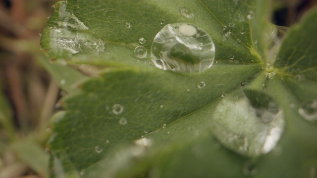 树叶上水滴的微距镜头视频下载