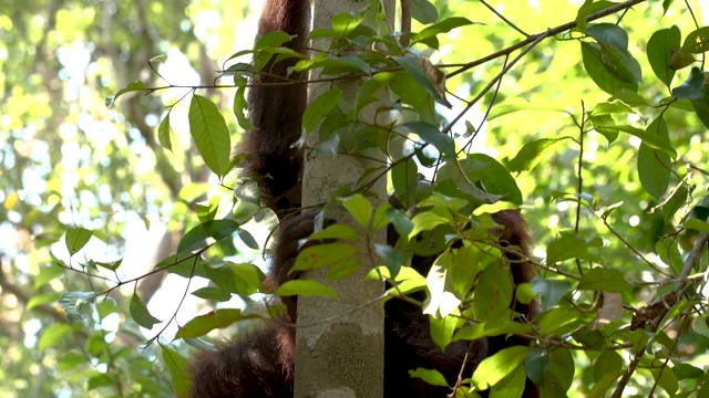 猩猩一边爬树一边吃东西视频下载