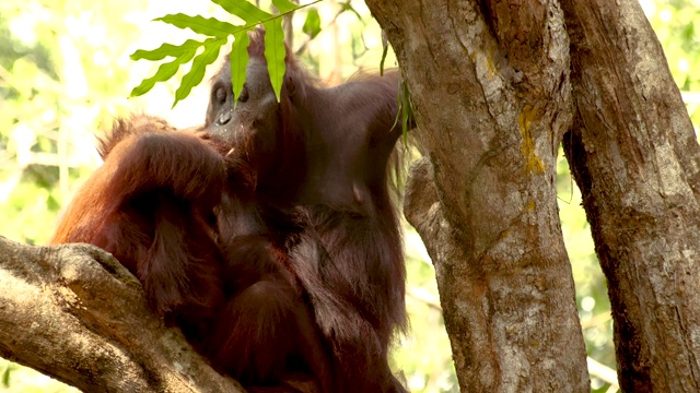 猩猩和孩子在树上拥抱视频下载