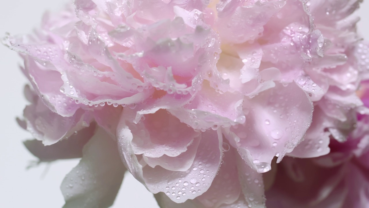 特写镜头和慢动作的露珠形式从一个摇曳的淡粉色牡丹花出来视频下载