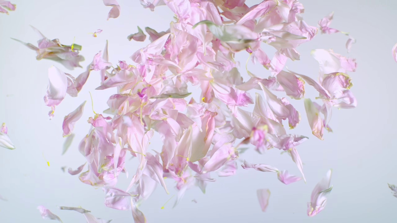 特写镜头和慢镜头，牡丹粉色花瓣从底部爆炸，填满整个画面，落在白色的背景上视频下载